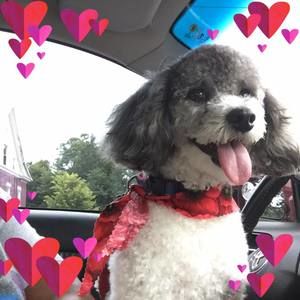 Meet your Posher, Victoria